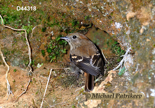 Blue-billed Black Tyrant (Knipolegus cyanirostris)